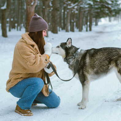 Enjoy the winter landscape at the Lake Achensee with your dog.