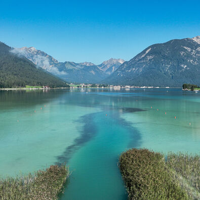 Eine ruhige Landschaft mit dem glitzernden, türkisfarbenen Achensee, umgeben von hohen Bergen und Wäldern. Im Vordergrund wächst das Schilf.