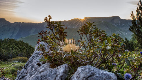 karwendelgebirge-achensee-silberdistel-morgensonne.jpg