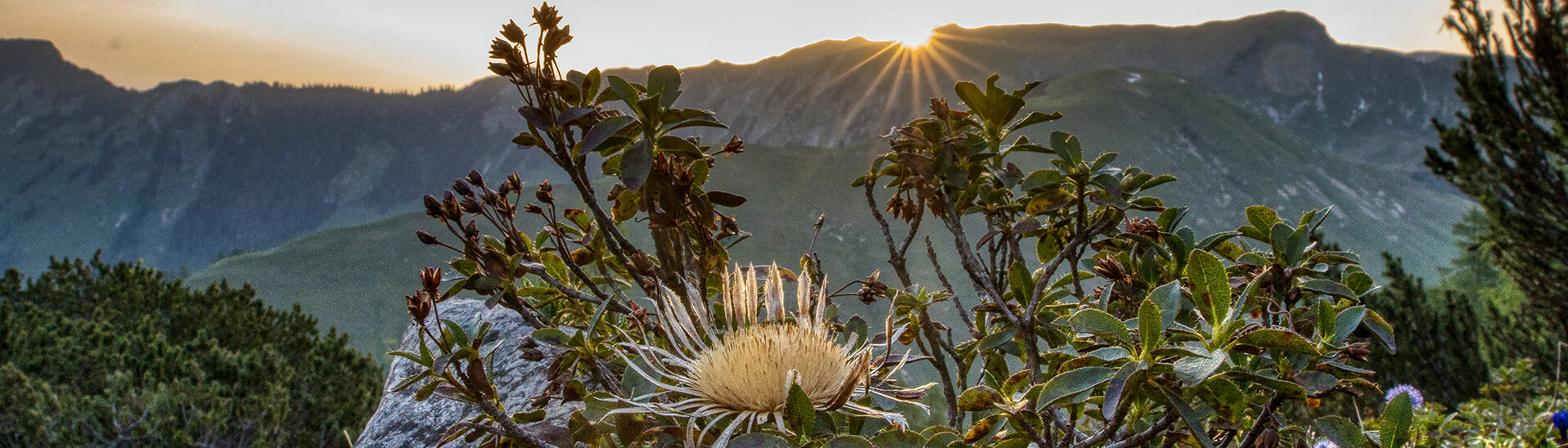 Morgensonne im Karwendelgebirge Die Morgensonne lässt die Landschaft des Karwendelgebirges wunderschön erstrahlen. Die Silberdistel im Zentrum des Bildes genießt bereits die ersten warmen Strahlen.