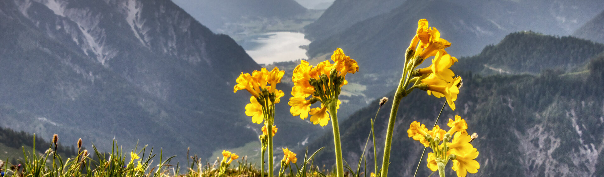 Verschiedenste Alpenblumen wie die Alpenaurikel schmücken die Naturlandschaft am Achensee. Im Hintergrund sticht der See und das Ebner Joch stark heraus.