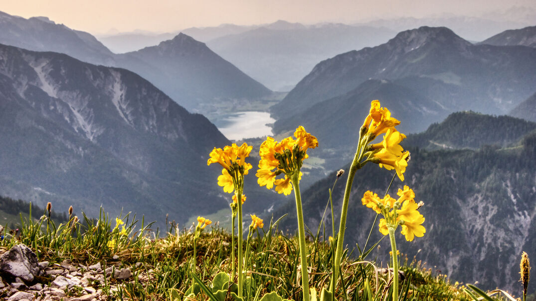 Verschiedenste Alpenblumen wie die Alpenaurikel schmücken die Naturlandschaft am Achensee. Im Hintergrund sticht der See und das Ebner Joch stark heraus.