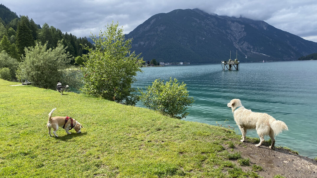 Dog-friendly beach in Pertisau am Achensee Dogs frolic in the meadow and enjoy access to the lake at the dog-friendly beach in Pertisau am Achensee.