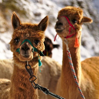 Erwandert den Winter am Achensee mit Alpakas. Sie haben Kulleraugen, die neugierig unter strubbeligem, samtweichem Fell hervorblitzen.