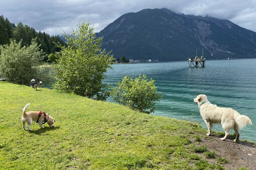 Hunde genießen die Wiese und den Seezugang am Hundestrand in Pertisau am Achensee.