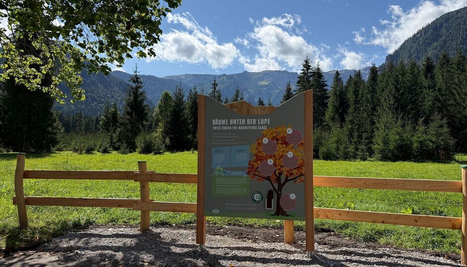 Die Station „Bäume unter der Lupe” des Entdeckerpfads Pertisau