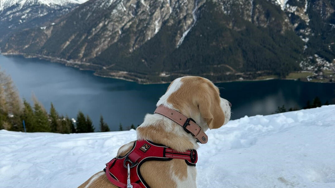 Urlaub mit Hund in Pertisau am Achensee Die Ferienregion Achensee bietet beste Voraussetzungen für einen aktiven und erholsamen Winterurlaub gemeinsam mit Ihrem Hund.
