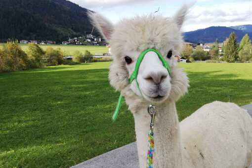 Their gentle and calm personality makes alpacas the perfect walking companions in the summer landscape of Lake Achensee.