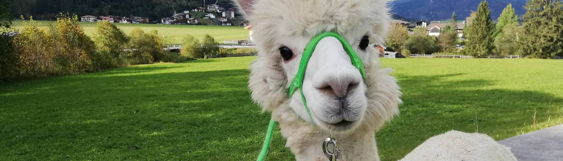 Their gentle and calm personality makes alpacas the perfect walking companions in the summer landscape of Lake Achensee.