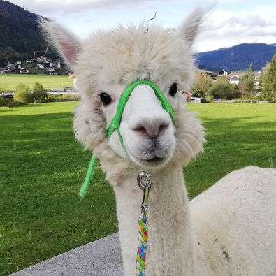 Mit Alpakas, die eine sanftmütige und friedliche Art besitzen, durch die sommerliche Landschaft am Achensee wandern.