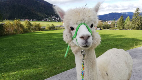 alpakas-achensee-1.jpg