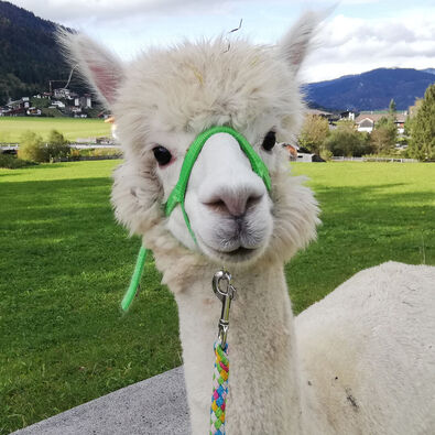 Their gentle and calm personality makes alpacas the perfect walking companions in the summer landscape of Lake Achensee.