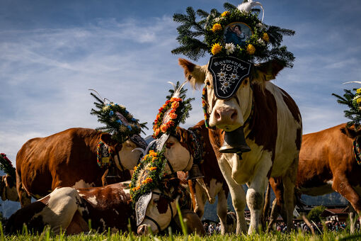 Beim Abtrieb von der Sommerfrische auf der Gramai Alm grasen die Kühe während einer kurzen Pause in Pertisau am Achensee.