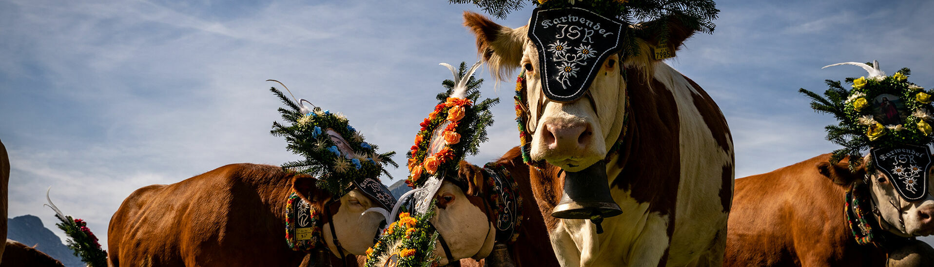 Almabtrieb der Gramai Alm Beim Abtrieb von der Sommerfrische auf der Gramai Alm grasen die Kühe während einer kurzen Pause in Pertisau am Achensee.