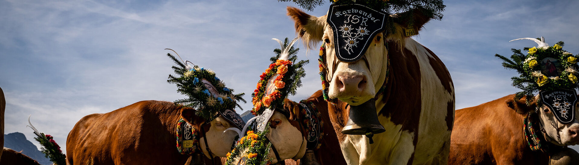 The cows rest and graze during the cattle drive from the summer pastures of the Gramai Alm.