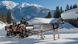 horse-drawn sleigh ride with noble Lipizzaners
