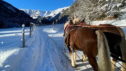horse-drawn sleigh ride in the Oberautal valley of Achenkirch