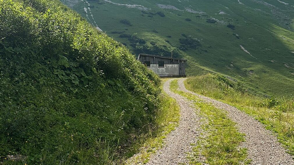 On the way to the Moosenalm in Achenkirch, participants on the Nature Watch Tour gain fascinating insights into the region's diverse flora and fauna.