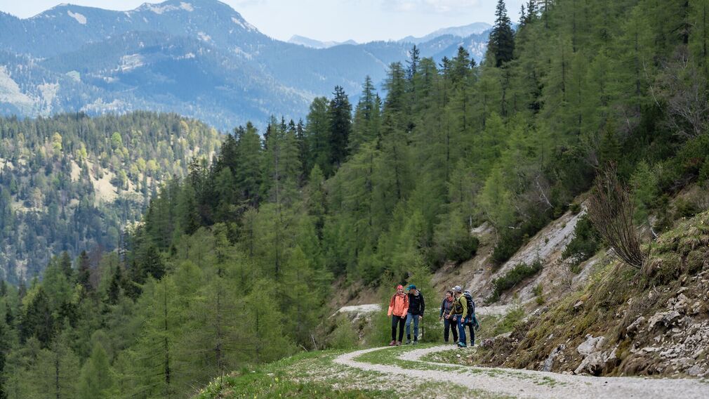 On the way to the Moosenalm in Achenkirch, participants on the Nature Watch Tour gain fascinating insights into the region's diverse flora and fauna.
