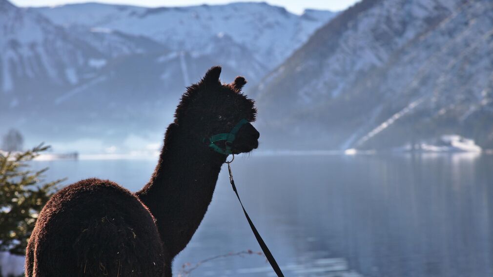 Alpakas am Achensee