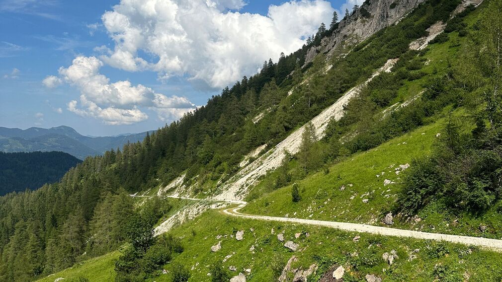 On the way to the Moosenalm in Achenkirch, participants on the Nature Watch Tour gain fascinating insights into the region's diverse flora and fauna.