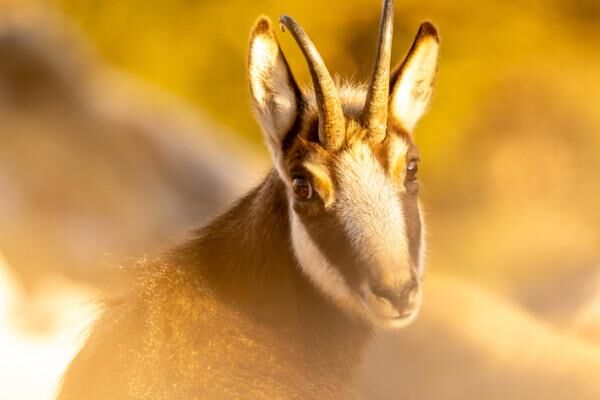 cc.Fröhlich Sebastian