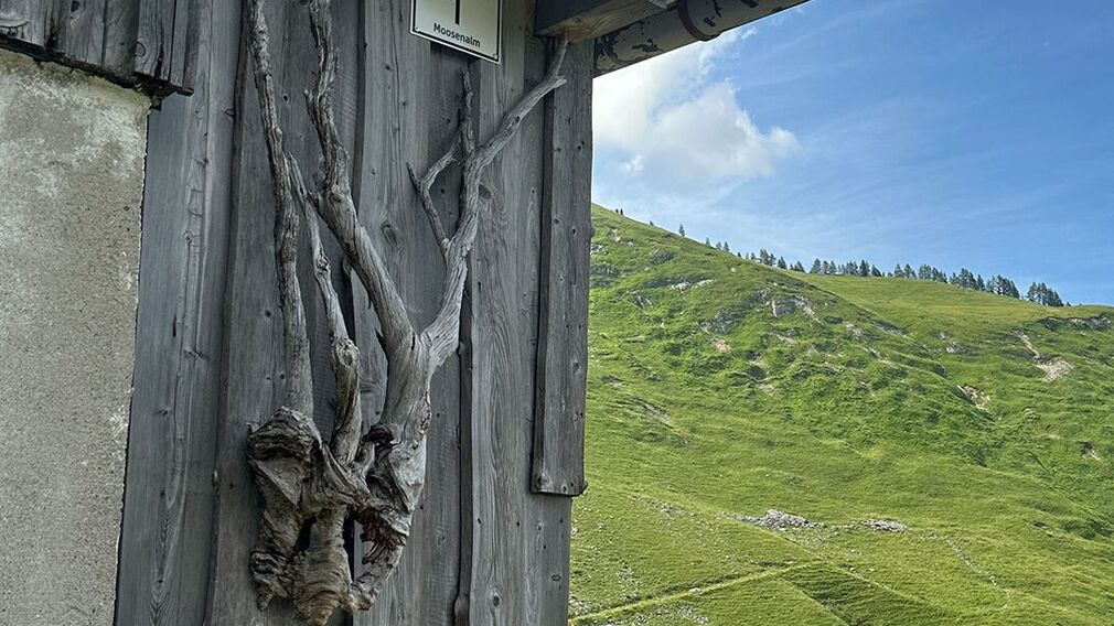 On the way to the Moosenalm in Achenkirch, participants on the Nature Watch Tour gain fascinating insights into the region's diverse flora and fauna.