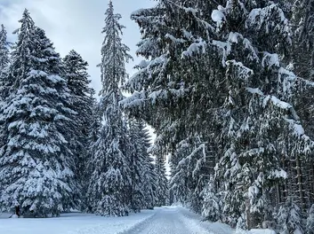 Landschaft im Winter
