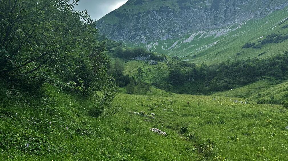 On the way to the Moosenalm in Achenkirch, participants on the Nature Watch Tour gain fascinating insights into the region's diverse flora and fauna.
