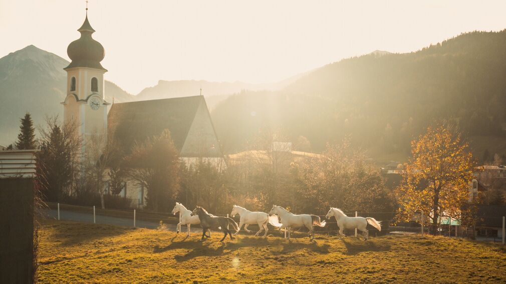 Edle Lipizzaner sind in den Stallungen des Posthotel Achenkirch zu Hause.