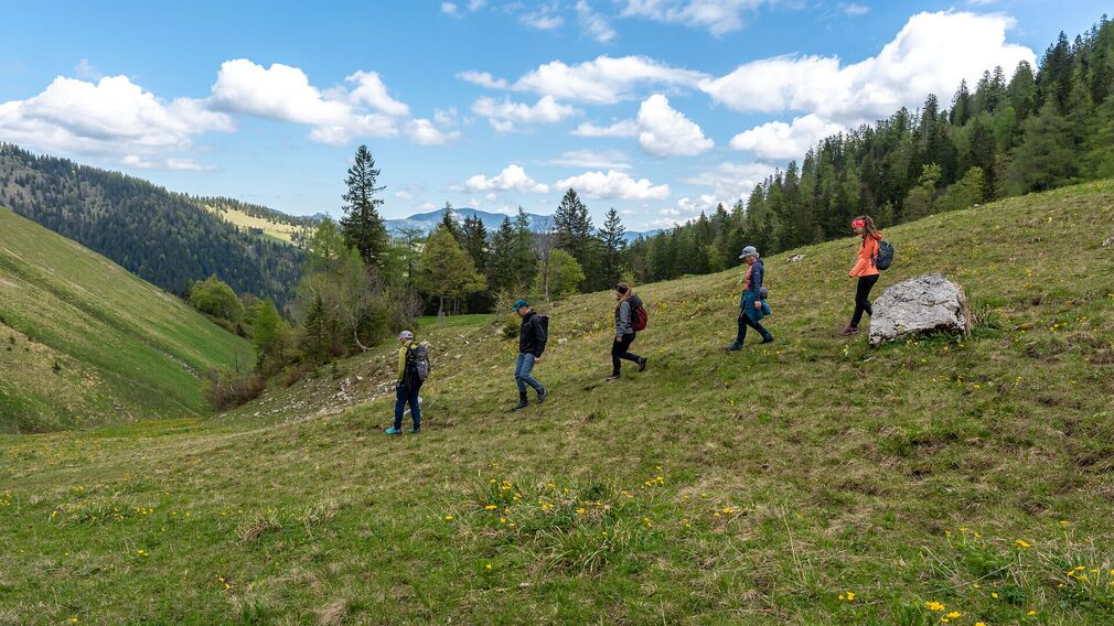 On the way to the Moosenalm in Achenkirch, participants on the Nature Watch Tour gain fascinating insights into the region's diverse flora and fauna.