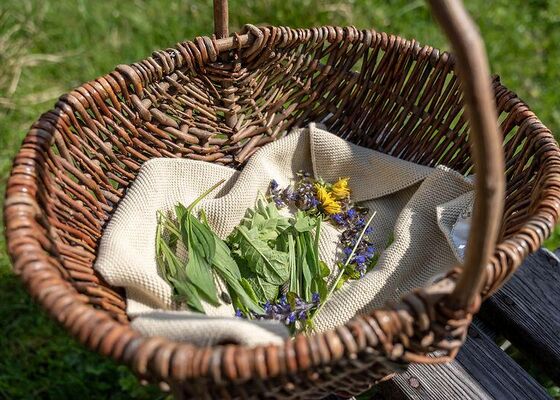 Sommerkräuterwanderung