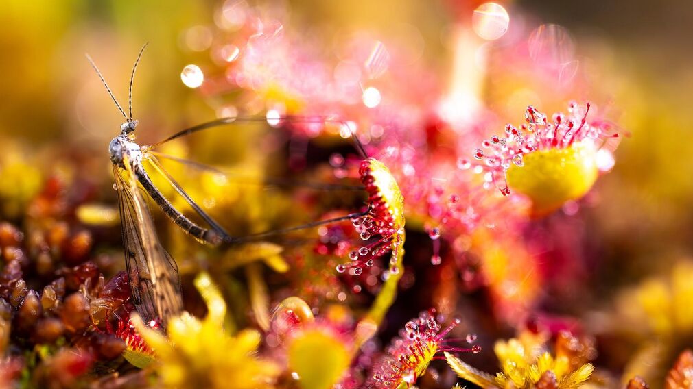 Fotoausstellung Moore