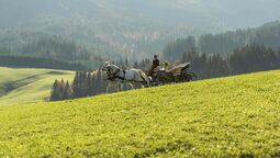 An elegant carriage pulled by two Lipizzaner horses drives through the autumnal, hilly landscape.