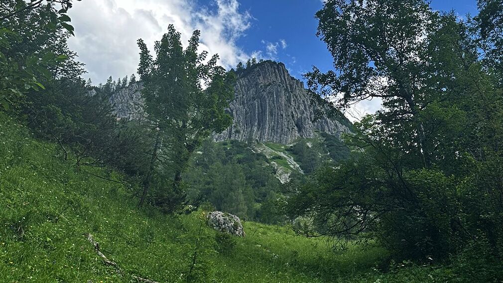On the way to the Moosenalm in Achenkirch, participants on the Nature Watch Tour gain fascinating insights into the region's diverse flora and fauna.