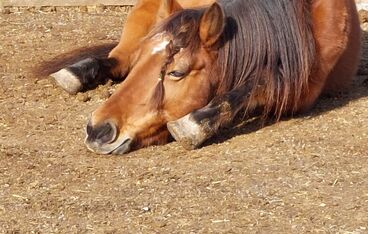 Tiere erleben Tiere erleben