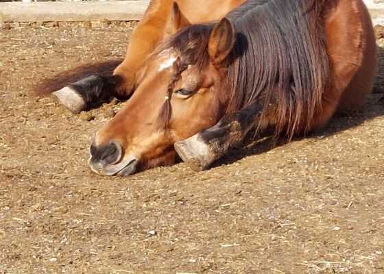 Tiere erleben Tiere erleben