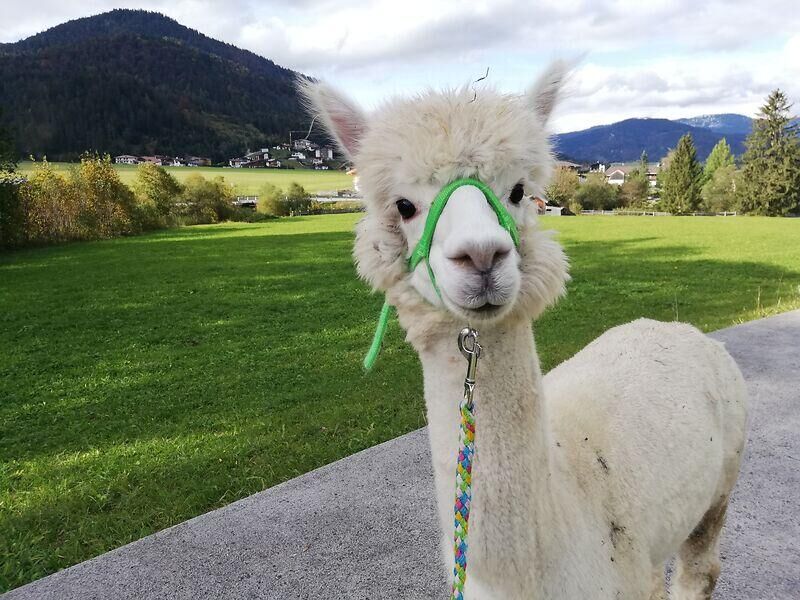 Gisela Gänseblümchen bei den Alpakas