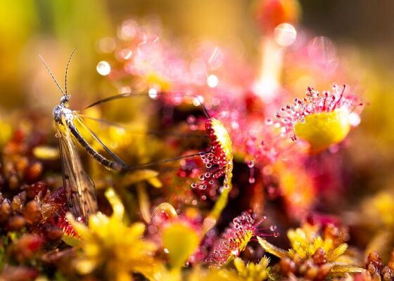 Vernissage “Mo(o)re-Or-Less”