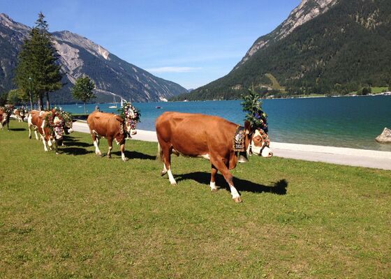 Almabtrieb Achenkirch - Pertisau