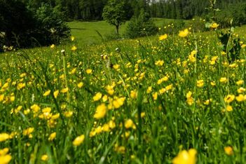 Sommerkräuterwanderung Sommerkräuterwanderung