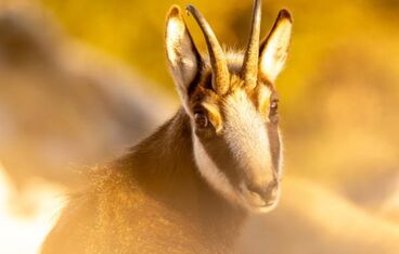 Exhibition ‘Passion Karwendel’ Exhibition ‘Passion Karwendel’