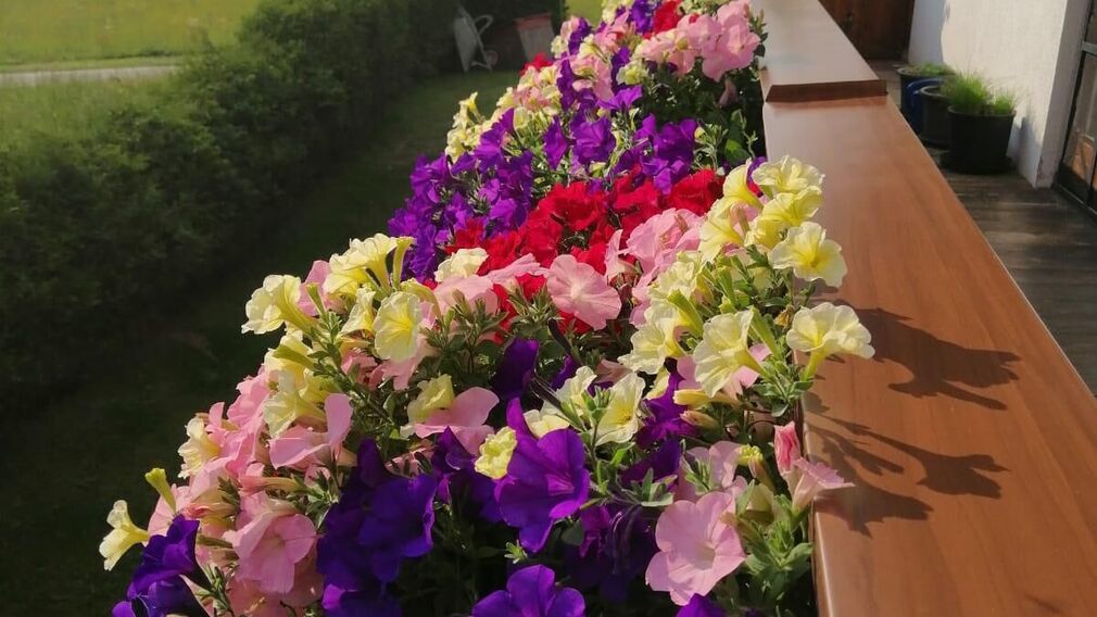 Haus Gruber - Sommer