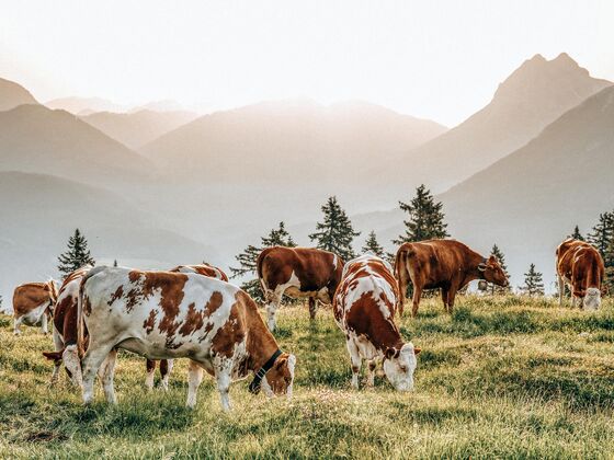 Cabin8 Alpine Flair Apartments