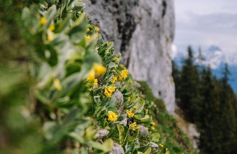 Climbing with Respect