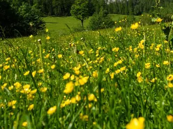 Sommerkräuterwanderung