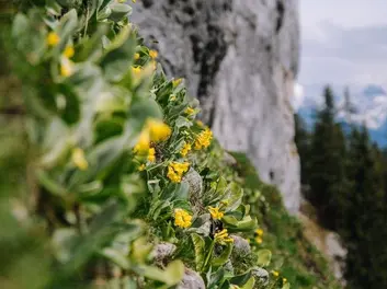 Climbing with Respect