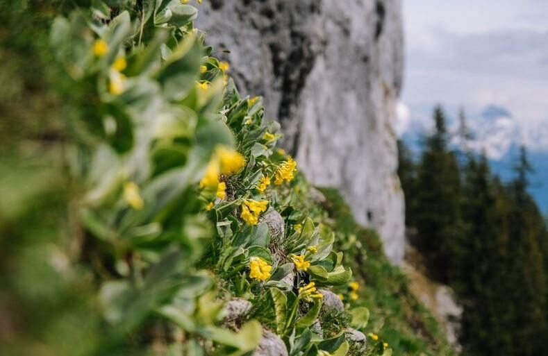 Climbing with Respect