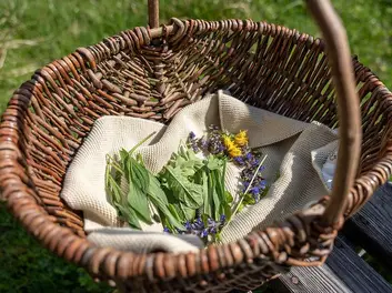 Sommerkräuterwanderung