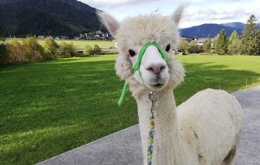 Gisela Gänseblümchen bei den Alpakas